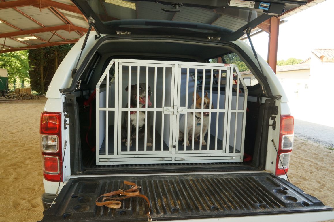 Transport de chiens