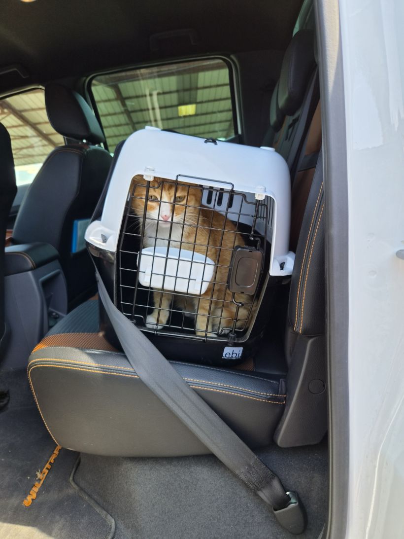 Transport de chats